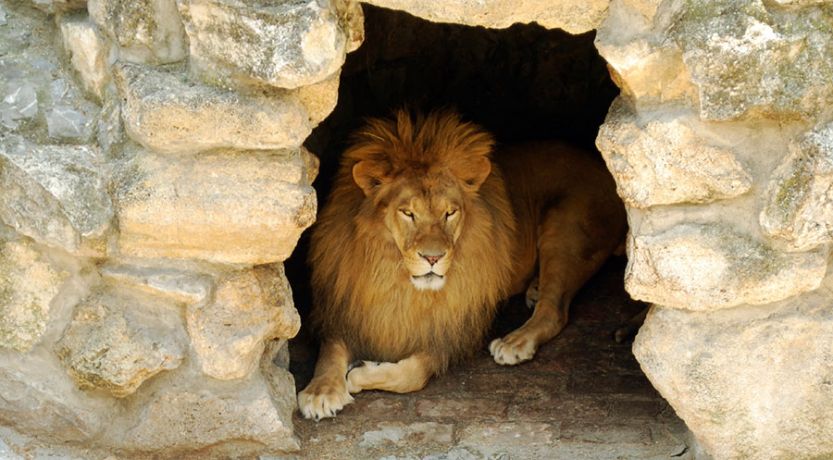 Home of the Lion</a><br> by <a href='/profile/Bling-King/'>Bling King</a>