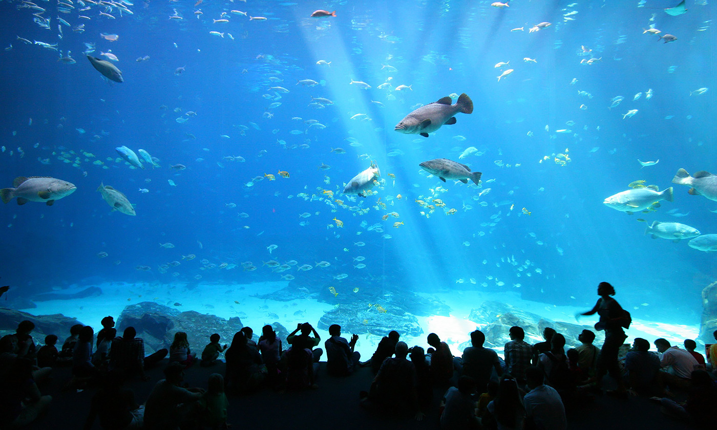 Aquarium</a><br> by <a href='/profile/Bling-King/'>Bling King</a>