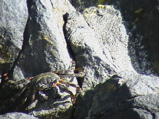 crab in aruba